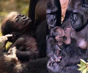 пазл гориллы семьи